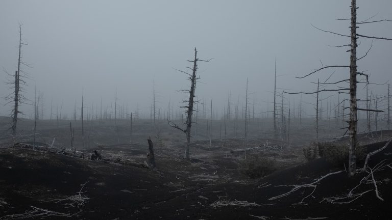 A fire-destroyed, dead forest of leafless trees (Sergey Nikolaev/Unsplash)
