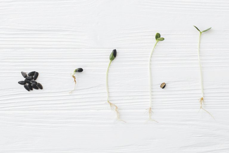 Seed sprouting