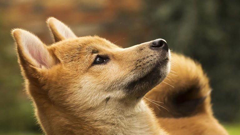 Dogecoin perdió el impulso que había ganado previamente. (Shutterstock)