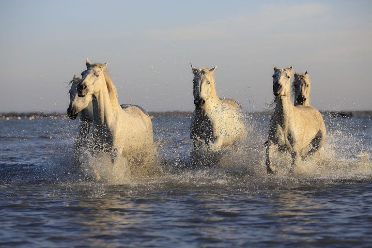 Five horses gallop through the sea toward the viewer.