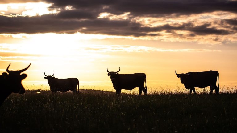 Four bulls silhouetted against a rising sun.
