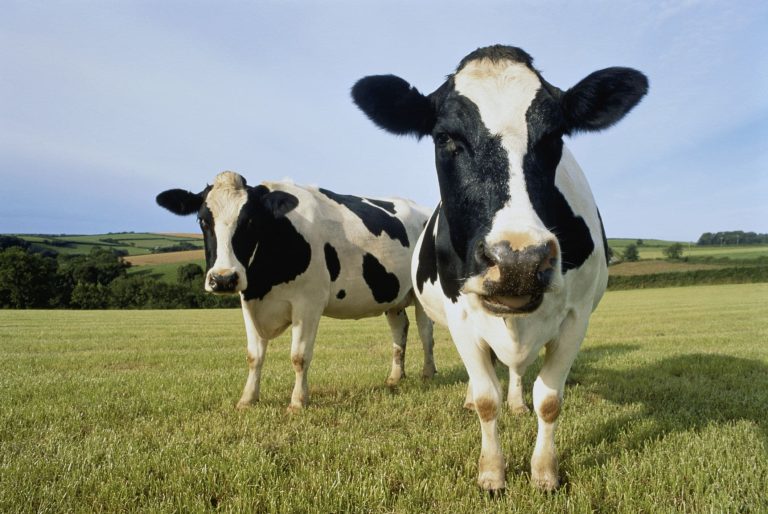 Cows