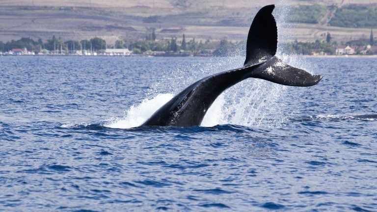 BTC whales begin distribution (foco44/Pixabay)