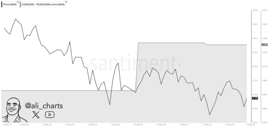 btc_c72151 Cardano Whales bought over 80 million ADA in 48H | Source: Ali Martinez on X