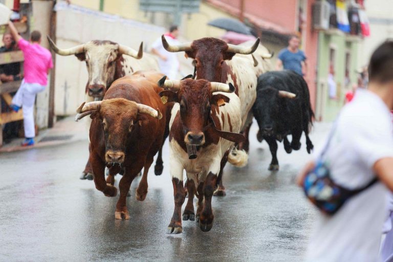 Bulls running. (CoinDesk Archives)