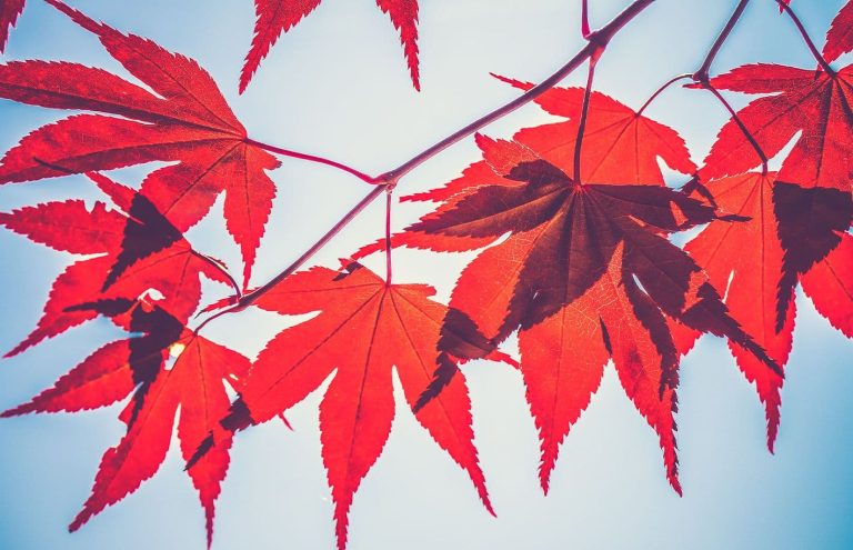 Maple leaves on a branch