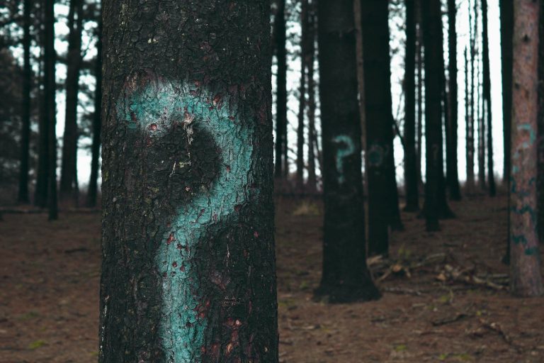 (Evan Dennis/Unsplash)