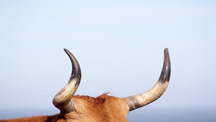 More crypto treasury companies (Shutterstock)