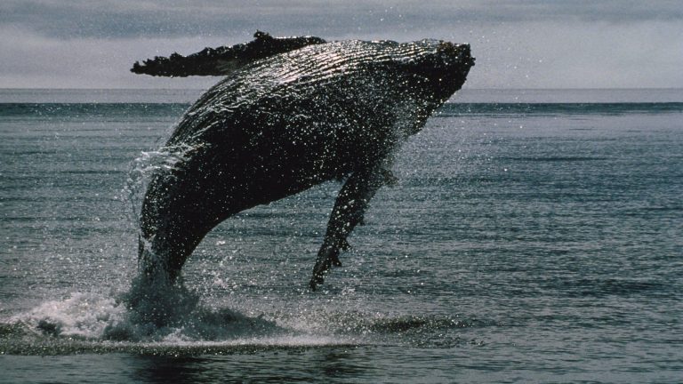 XRP sees record whale activity.
