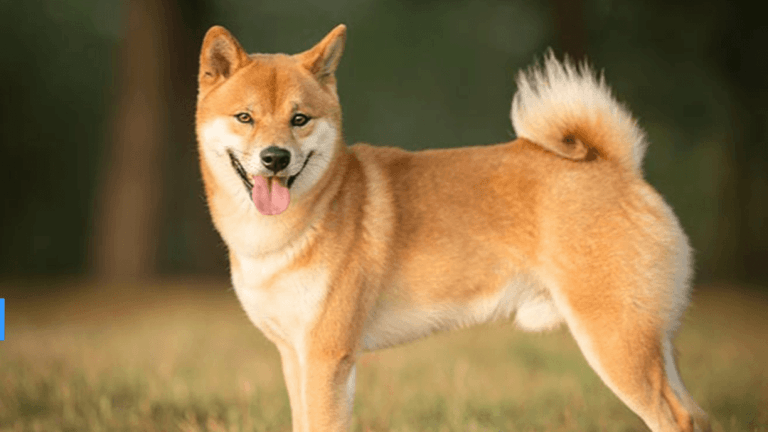 A Shiba Inu dog