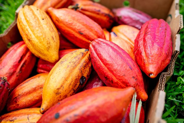 Cacao fruits (Getty Images/EMS-FORSTER-PRODUCTIONS)