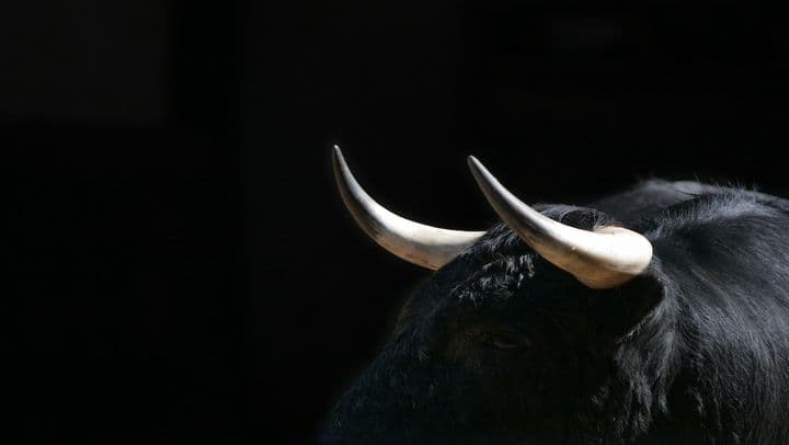Bull image (Coindesk archives)