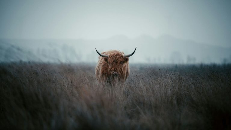Bull (Credit: Unsplash, Dylan Leagh)
