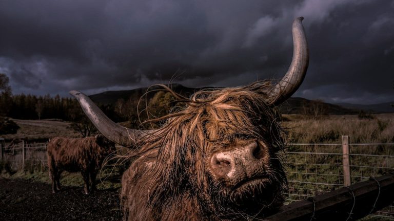 Bull looking directly at the camera (Jacco Rienks/Unsplash)