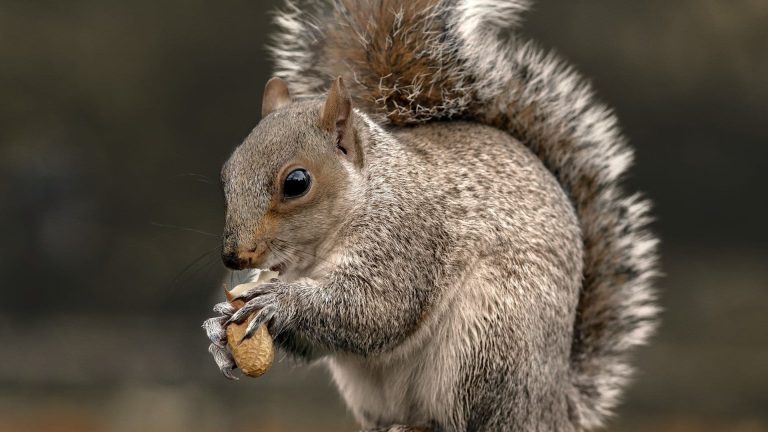 Squirrel eating a monkey nut.