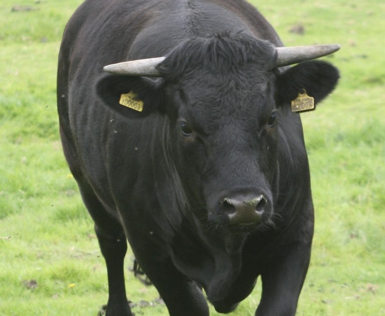 A bull in a field (PublicDomainPictures/Pixabay)