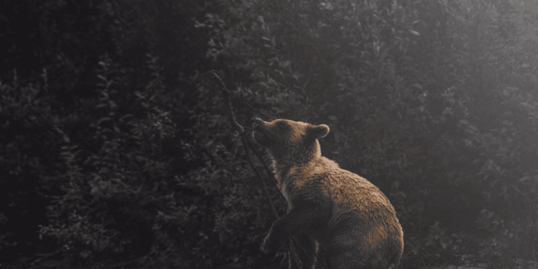 Mercado bajista —bear market, en inglés— de cripto. (Olen Gandy, Unsplash)