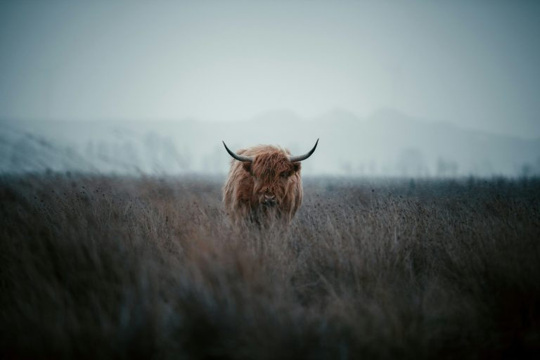 Bull (Credit: Unsplash, Dylan Leagh)
