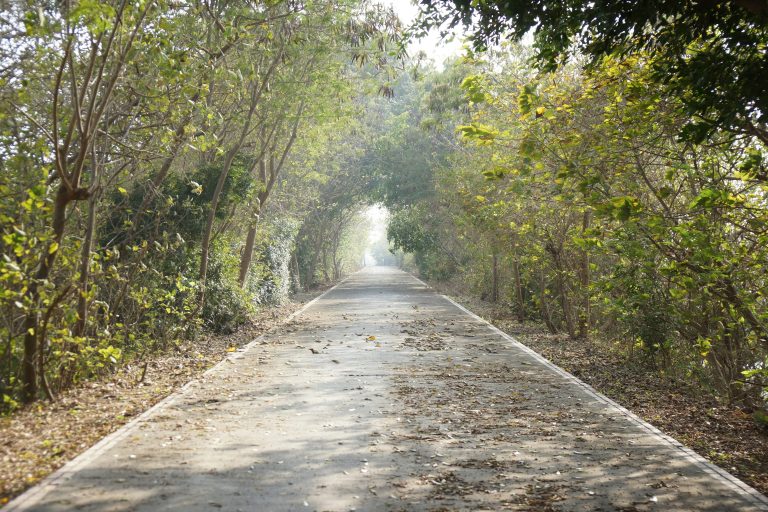 Road through trees