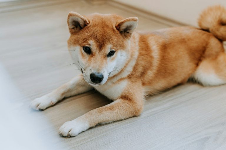 (Virginia Marinova/Unsplash)