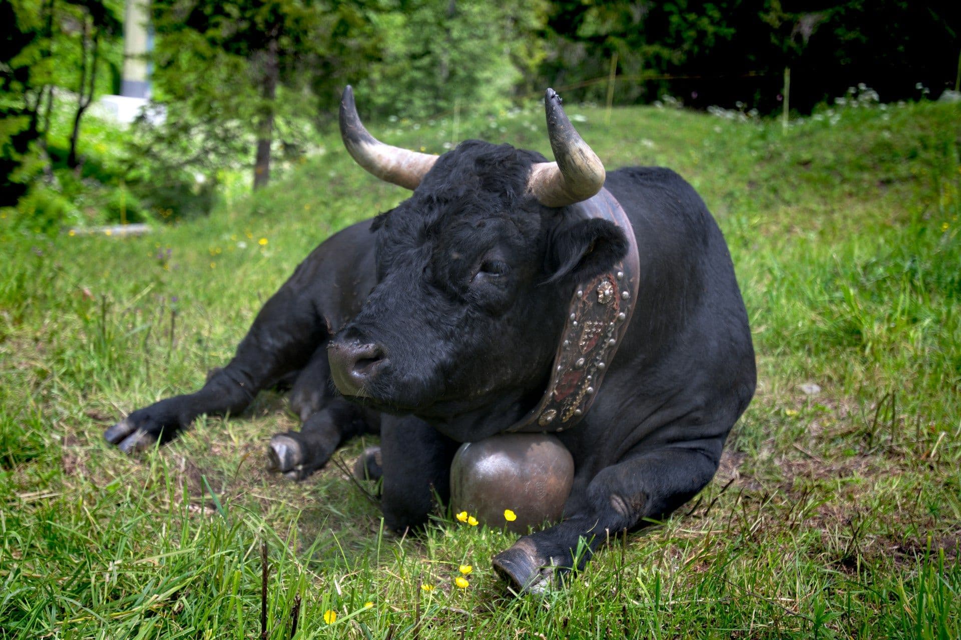 bull sitting, lying (Walter Frehner/Unsplash+)