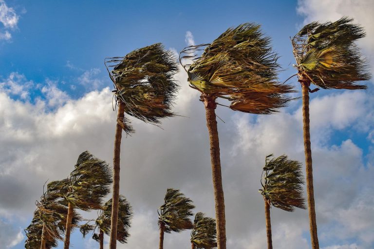 A wind-blown grove of palm trees.